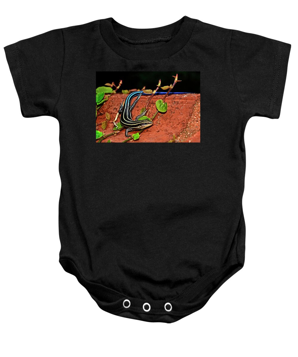 Reptile Baby Onesie featuring the photograph Blue-Tail Skink 010 by George Bostian