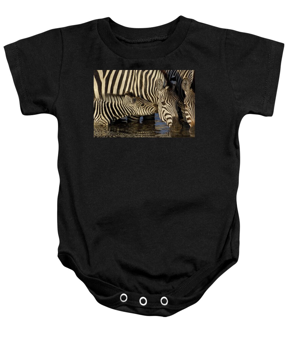 00217961 Baby Onesie featuring the photograph Burchells Zebra Foal Nuzzling by Pete Oxford