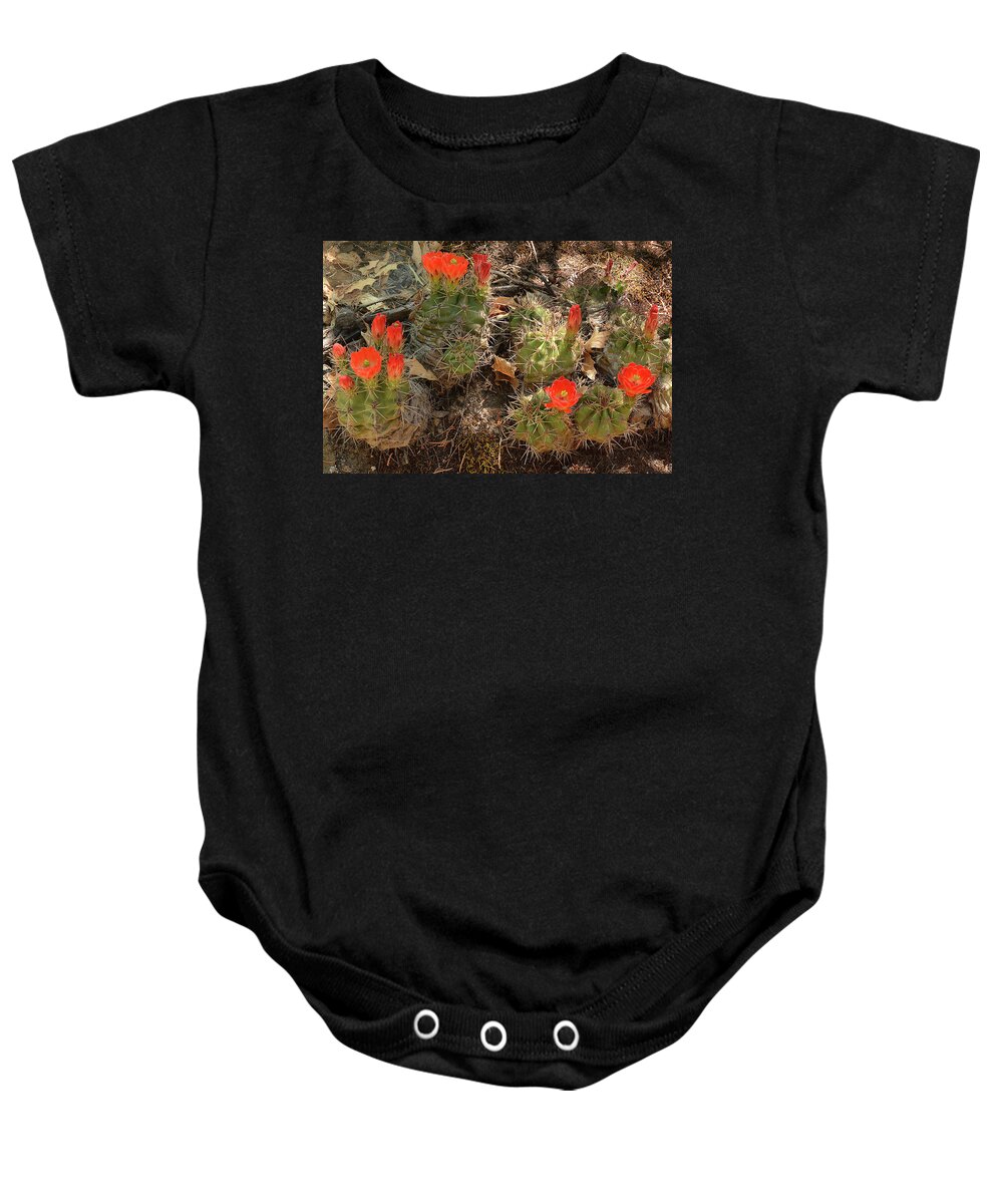 Plant Baby Onesie featuring the photograph Claret Cup Cactus by Alan Lenk