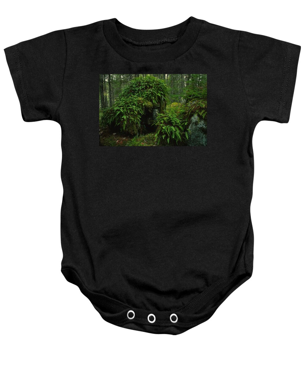 Ferns Baby Onesie featuring the photograph Fern and Moss Covered Erratics by Irwin Barrett