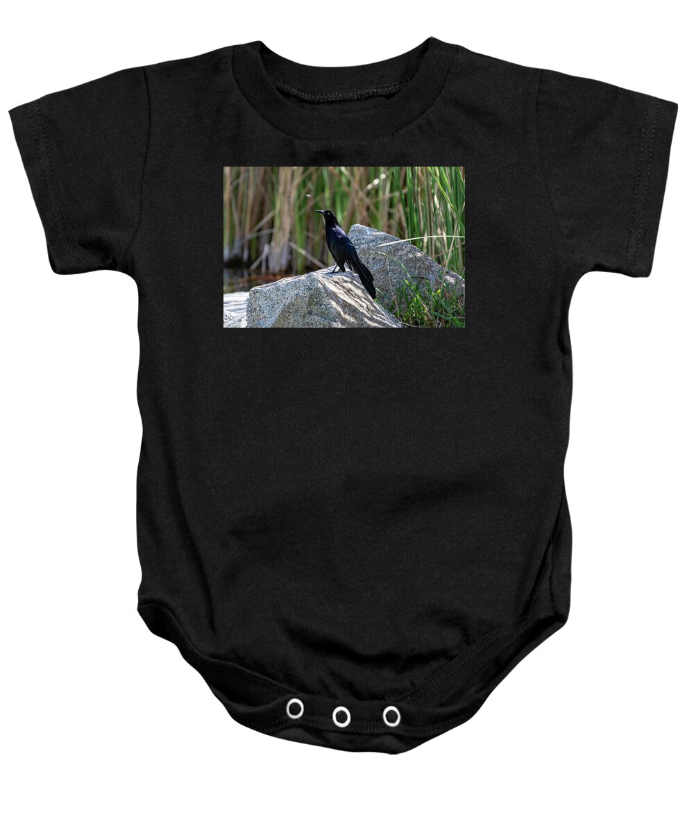 Grackle Baby Onesie featuring the photograph Great-tailed Grackle by Douglas Killourie