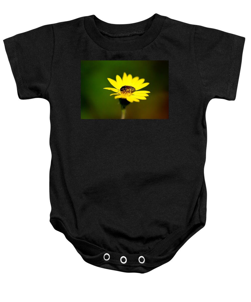 James Smullins Baby Onesie featuring the photograph Harlequin Beetle by James Smullins