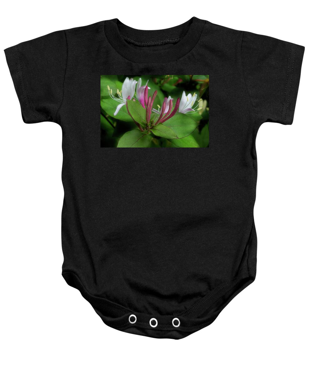 Lonicera Japonica Baby Onesie featuring the photograph Honeysuckle On The Vine 2 by Mike Eingle
