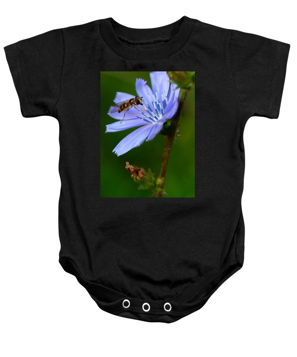 Flowers Baby Onesie featuring the photograph Hover Fly And Chicory by Dorothy Lee