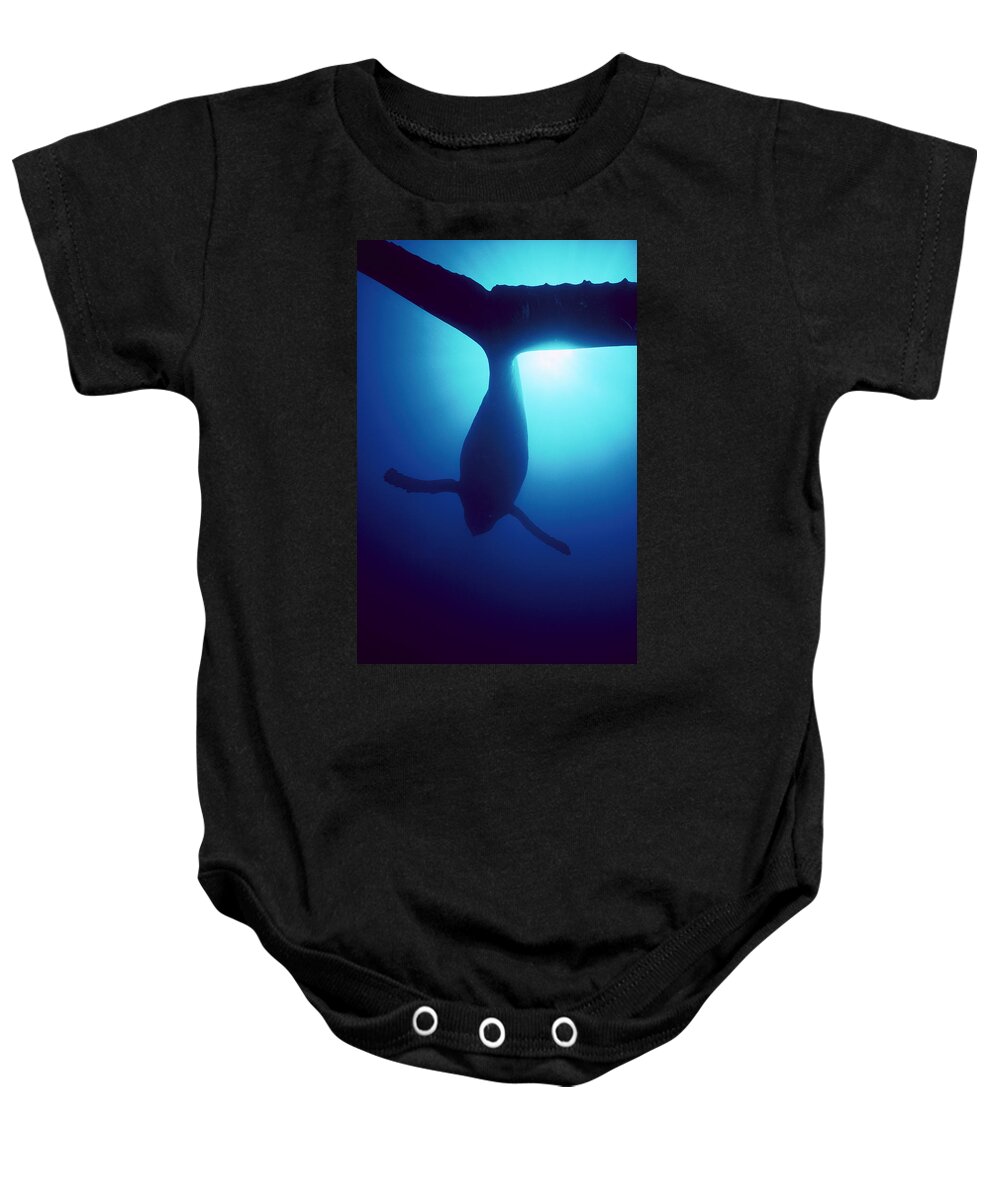 Mp Baby Onesie featuring the photograph Humpback Whale Megaptera Novaeangliae by Flip Nicklin