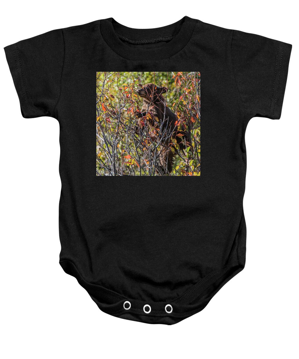 Black Bear Cub Baby Onesie featuring the photograph Just Looking For Berries by Yeates Photography