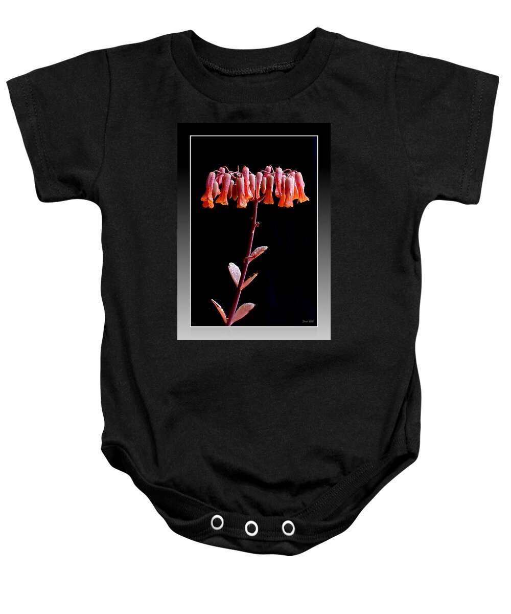 Succulent Baby Onesie featuring the photograph Kalanchoe by Farol Tomson