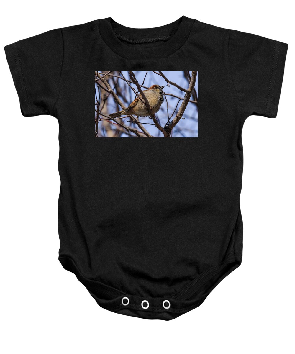 Sparrow Baby Onesie featuring the photograph Little Sparrow by Ray Congrove