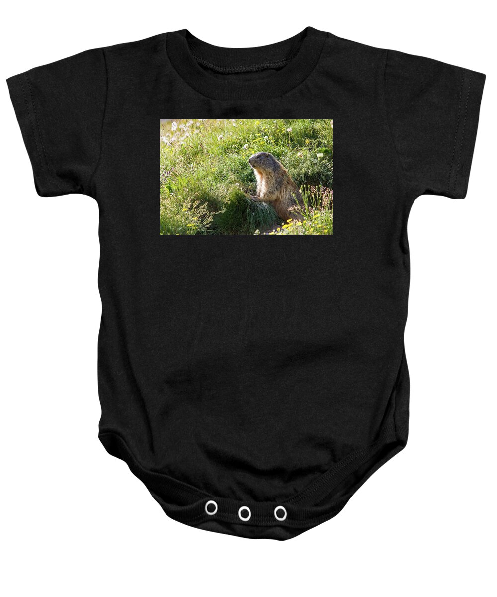 Marmot Baby Onesie featuring the photograph Marmot by Paul MAURICE