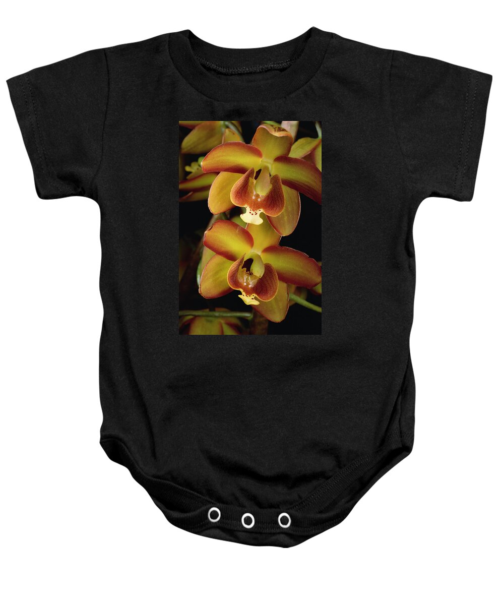 Mp Baby Onesie featuring the photograph Orchid Eriopsis Sceptrum, Sipapo Tepui by Mark Moffett