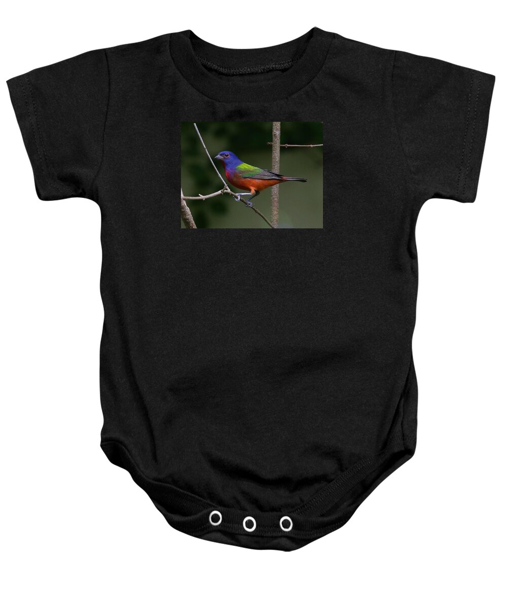 Bird Baby Onesie featuring the photograph Painted Bunting by Dart Humeston