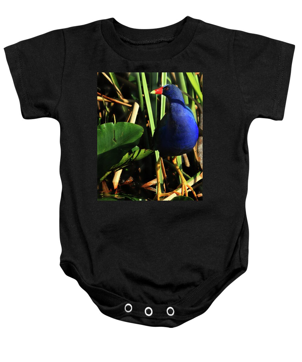 Purple Baby Onesie featuring the photograph Purple Gallinule by Shelley Neff