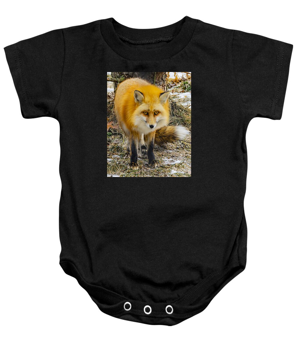 Nature Wear Baby Onesie featuring the photograph Red Fox Nature Wear by LeeAnn McLaneGoetz McLaneGoetzStudioLLCcom