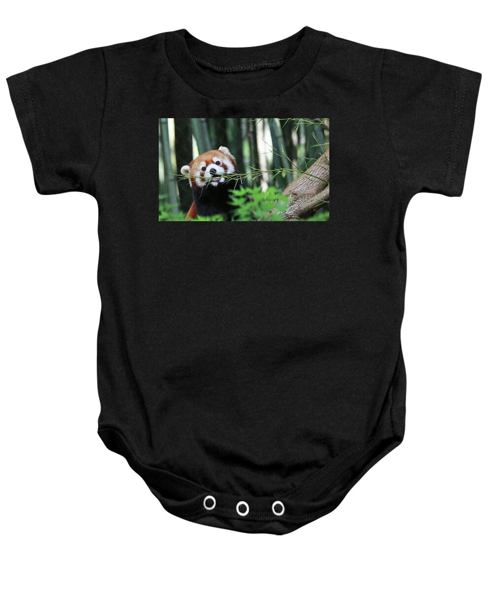 Panda Baby Onesie featuring the photograph Red Panda by Gina Fitzhugh