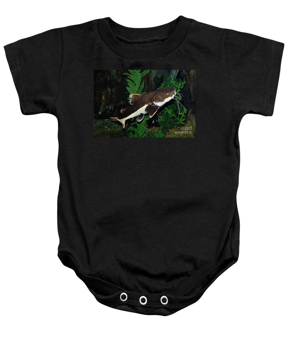 Red-tail Catfish Onesie by Gerard Lacz - Pixels