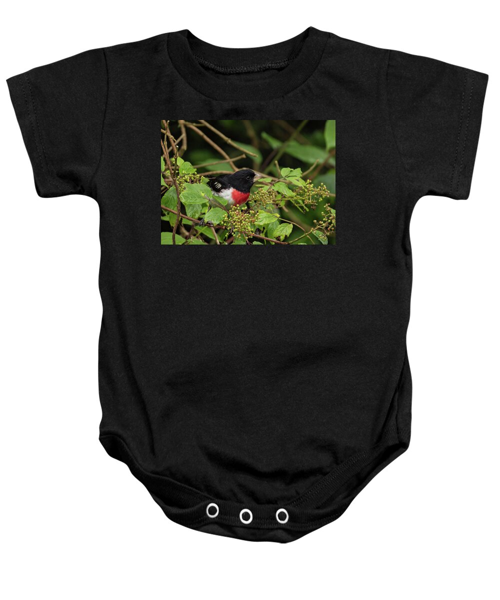 Bird Baby Onesie featuring the photograph Rose-breasted Grosbeak by Jody Partin