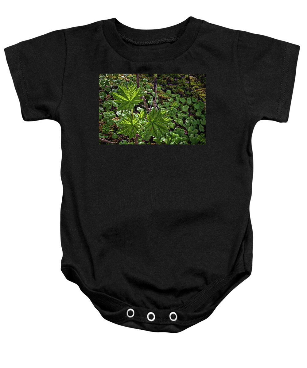 Devil's Club Baby Onesie featuring the photograph Spring Devils Club by Cathy Mahnke