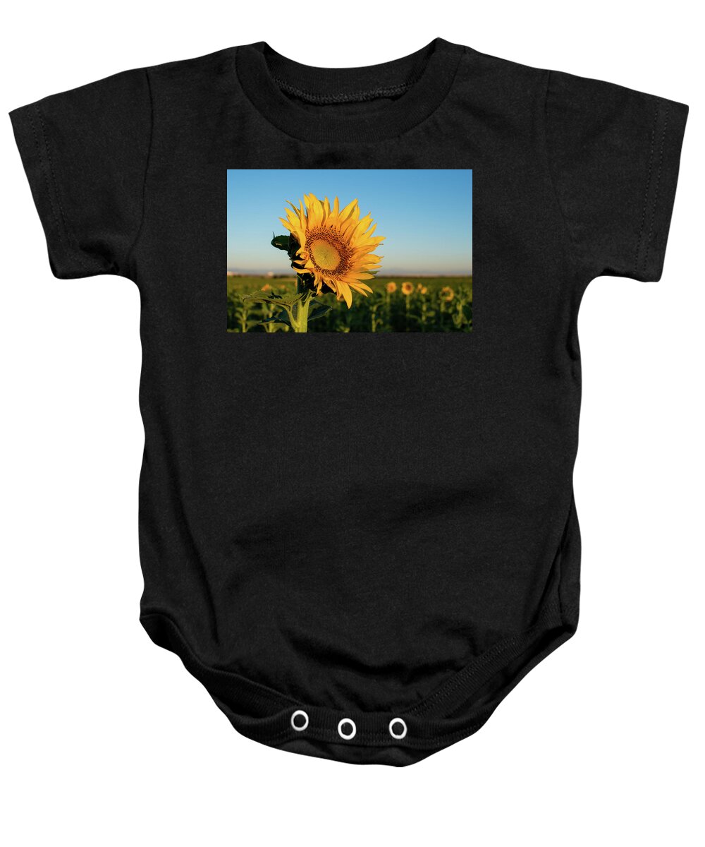 Sunflowers Baby Onesie featuring the photograph Sunflowers At Sunrise 2 by Stephen Holst