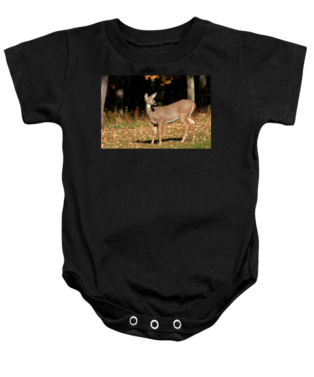 White Tailed Deer Baby Onesie featuring the photograph White Tailed Deer In Autumn by Christina Rollo