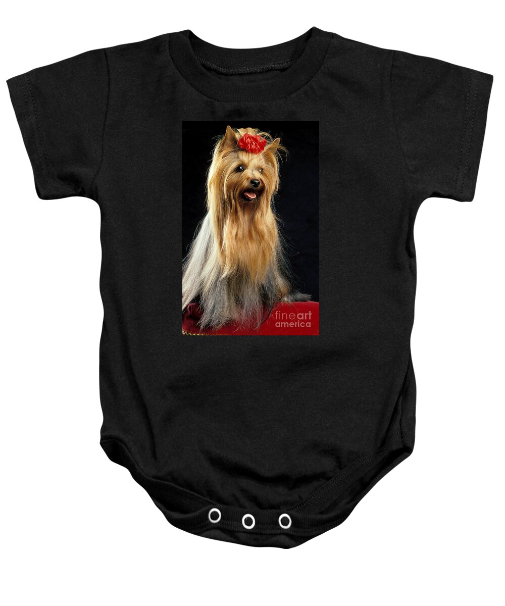 Adult Baby Onesie featuring the photograph Yorkshire Terrier by Gerard Lacz