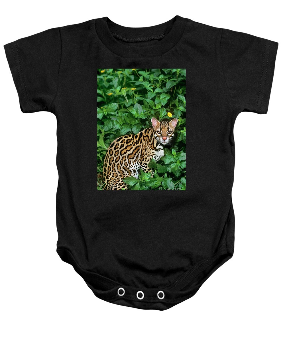 Dave Welling Baby Onesie featuring the photograph Ocelot Felis Pardalis Wildlife Rescue #1 by Dave Welling