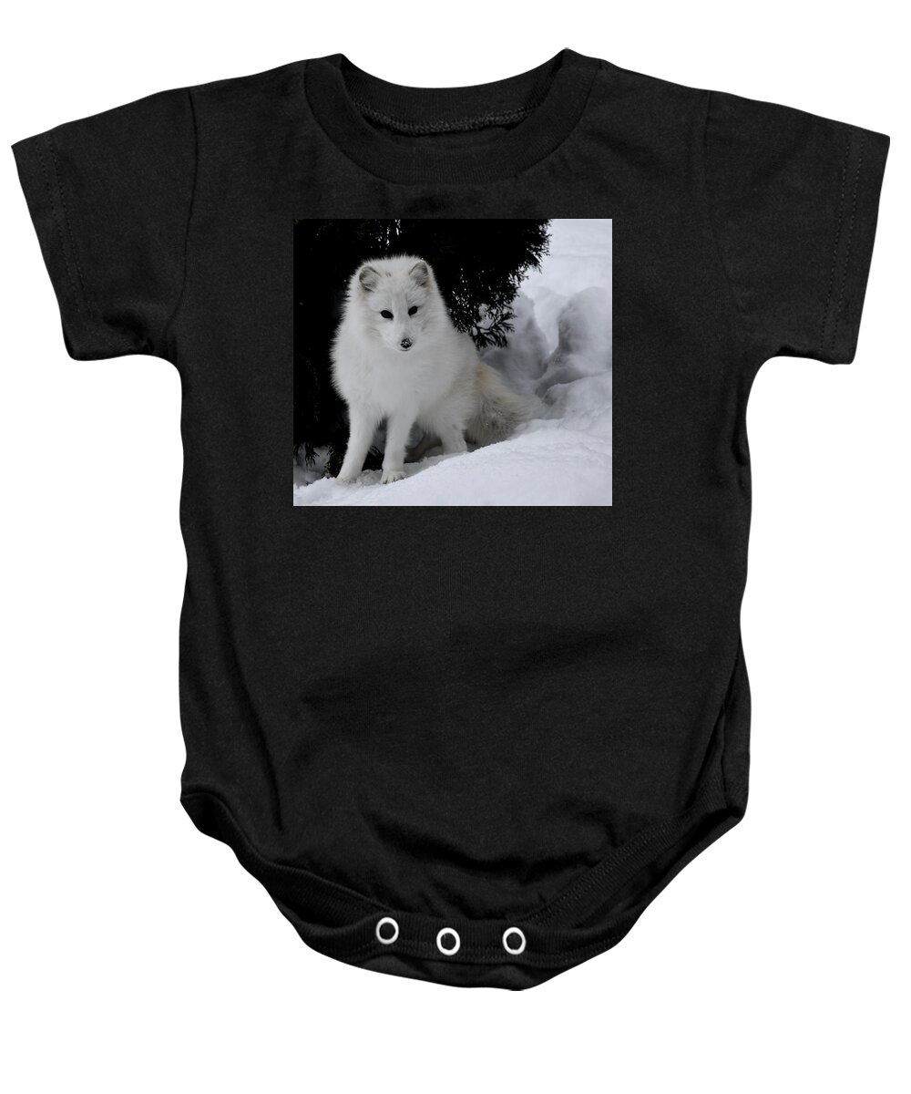 Wall Art Baby Onesie featuring the photograph Artic Fox #2 by Jeffrey PERKINS