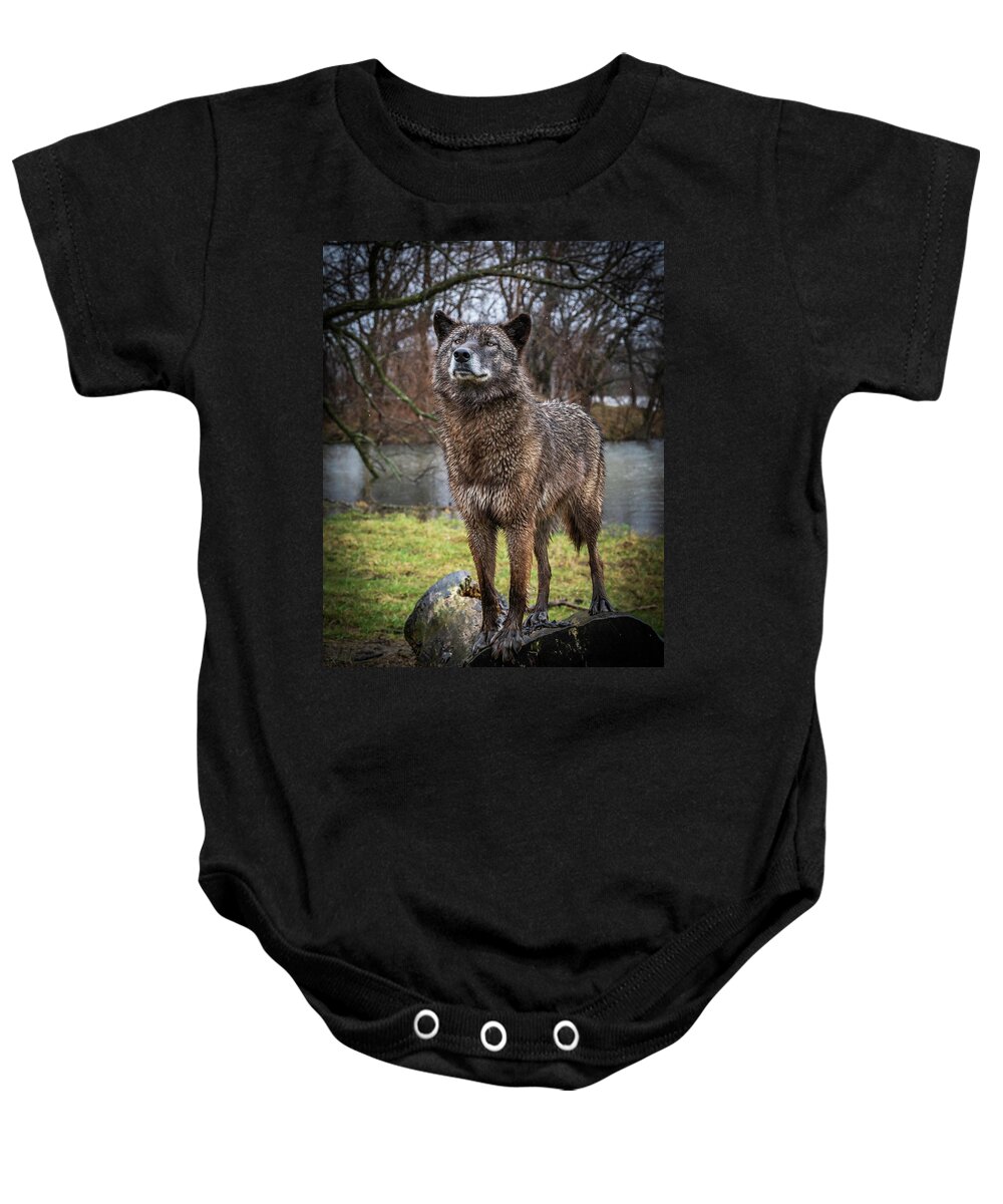Black Wolf Wolves Baby Onesie featuring the photograph Best of Show Pose by Laura Hedien
