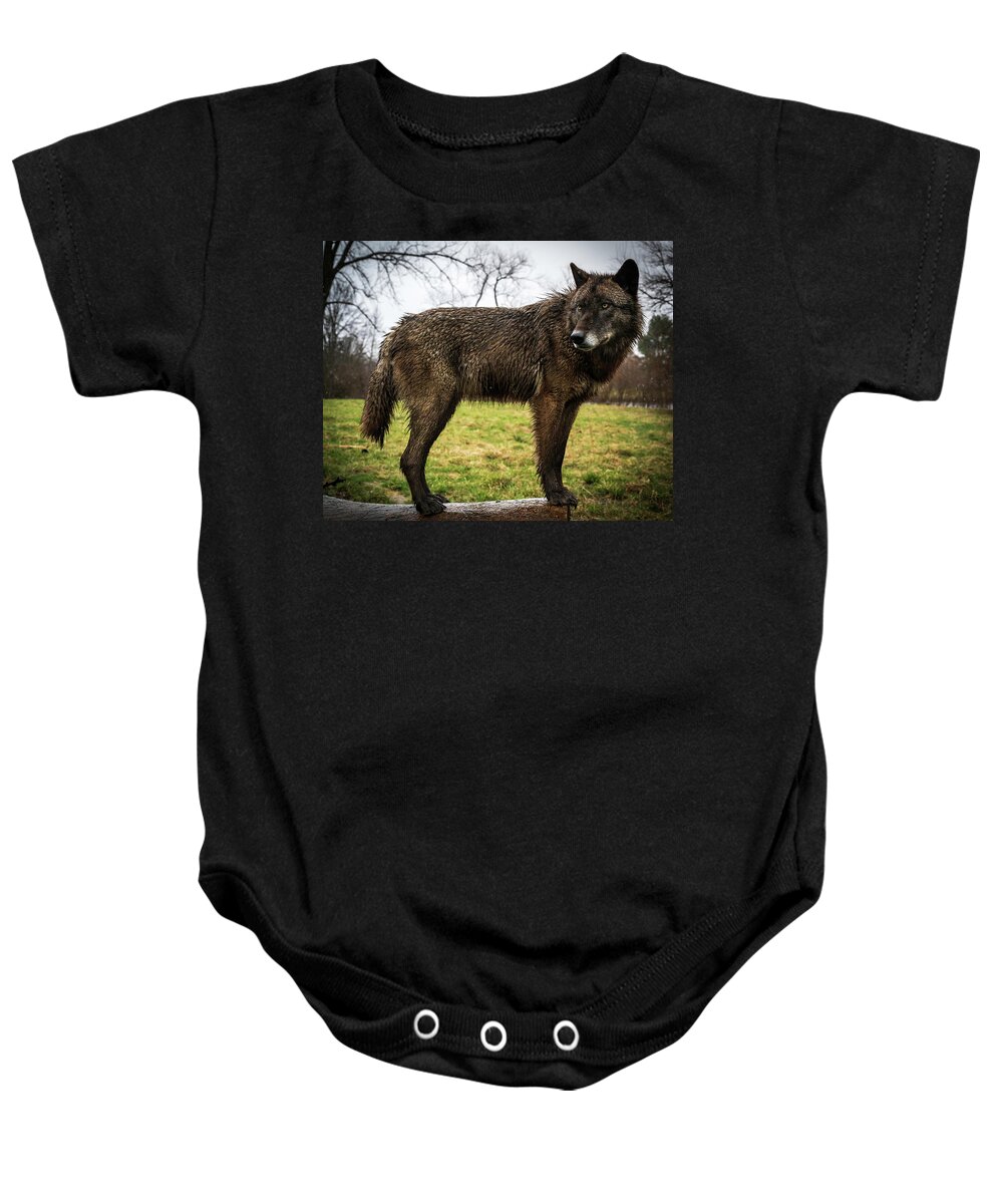 Wolf Wolves Baby Onesie featuring the photograph Black Wolf by Laura Hedien