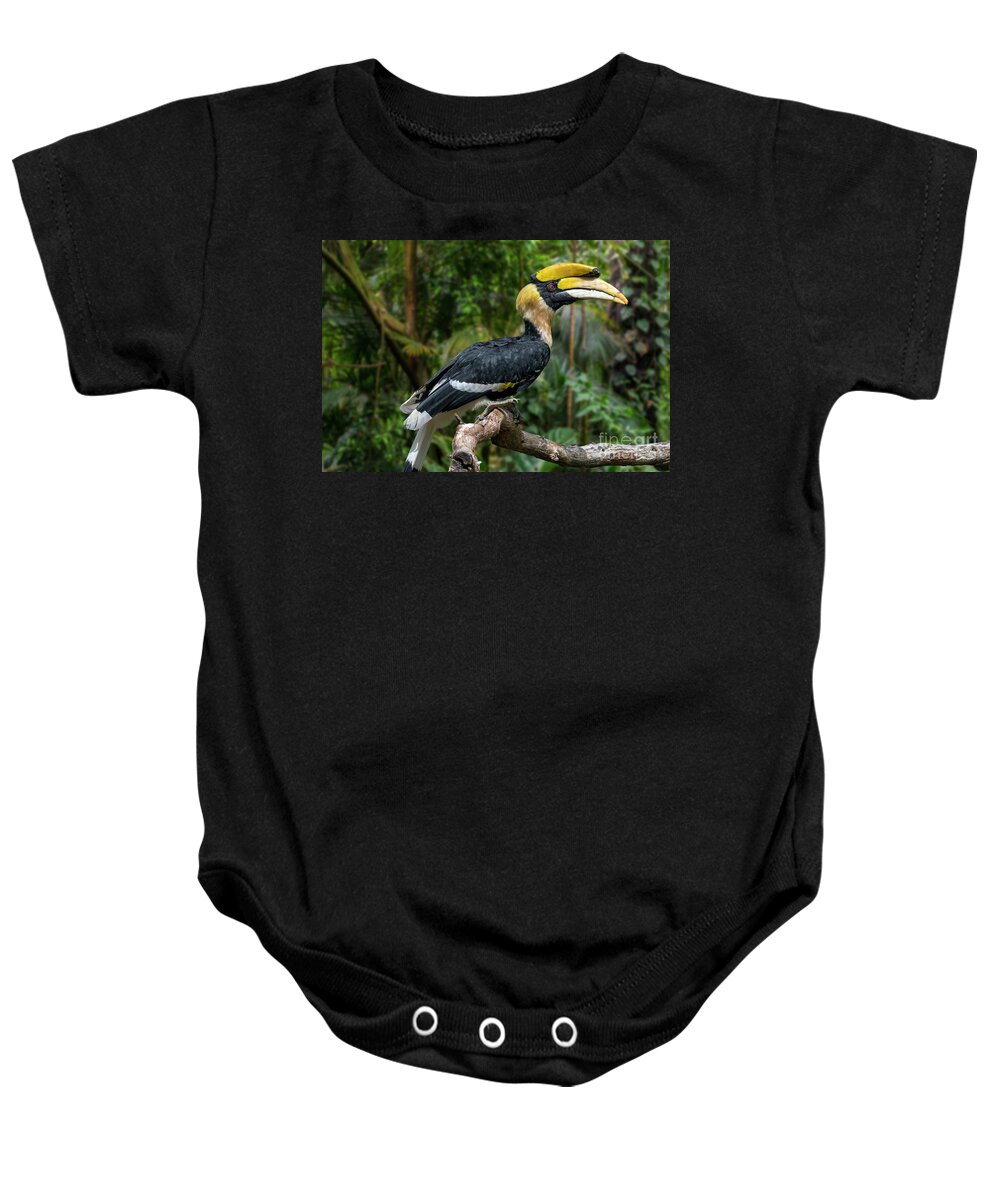 Great Hornbill Baby Onesie featuring the photograph Buceros bicornis by Arterra Picture Library