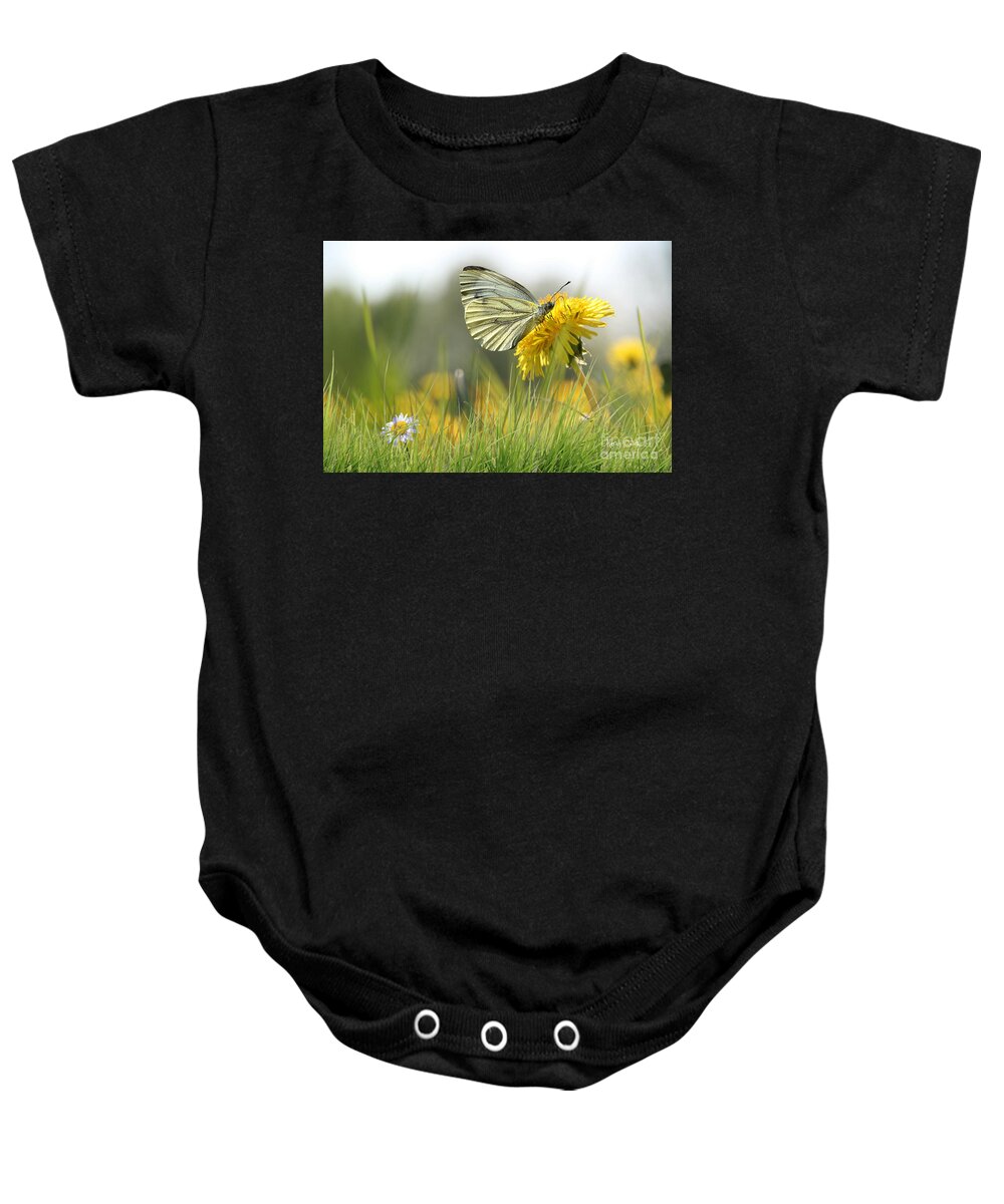 Butterfly On Flower. Butterfly And Dandelion Baby Onesie featuring the pyrography Butterfly on Dandelion by Morag Bates