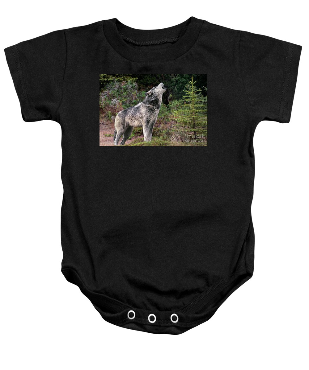 Gray Wolf Baby Onesie featuring the photograph Gray Wolf Howling Endangered Species Wildlife Rescue by Dave Welling