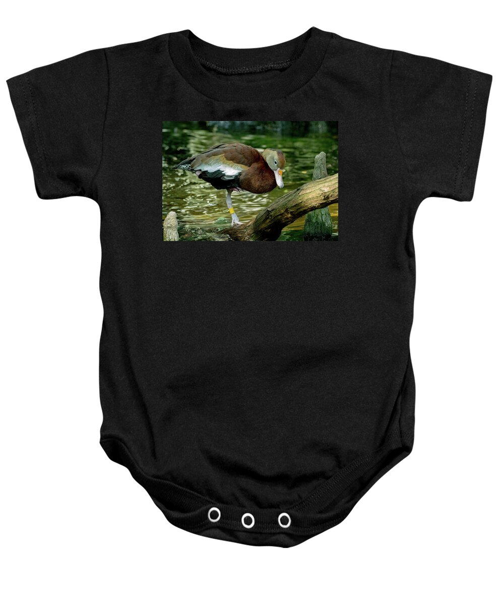 Bird Baby Onesie featuring the photograph Hanging Out on a Log by Margaret Zabor