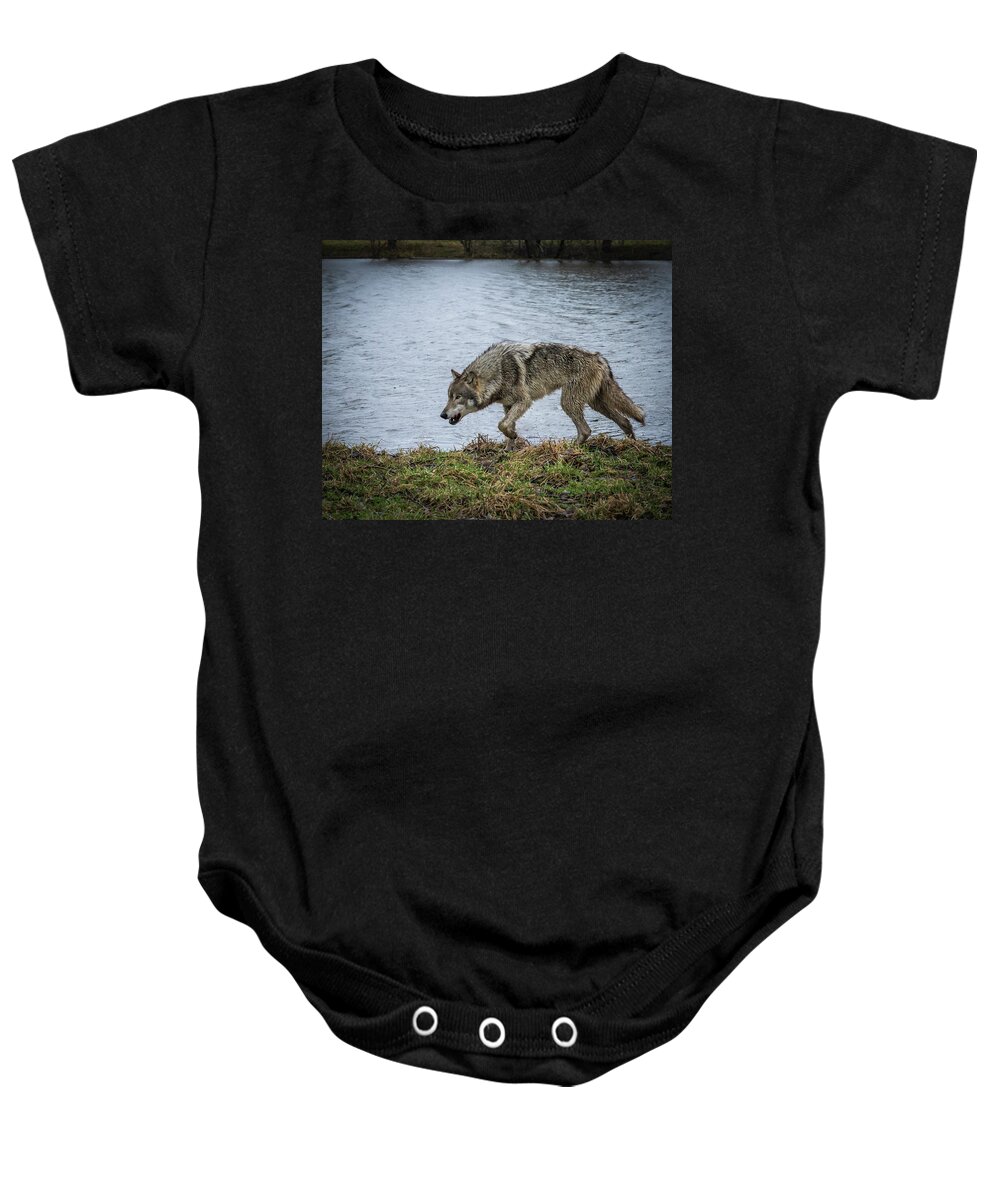 Wolves Wolf Baby Onesie featuring the photograph Hunting by Laura Hedien