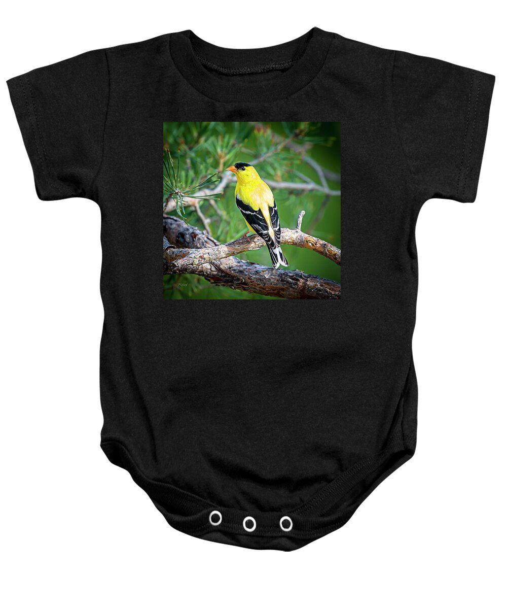 Bird Baby Onesie featuring the photograph Male American Goldfinch by Fred J Lord