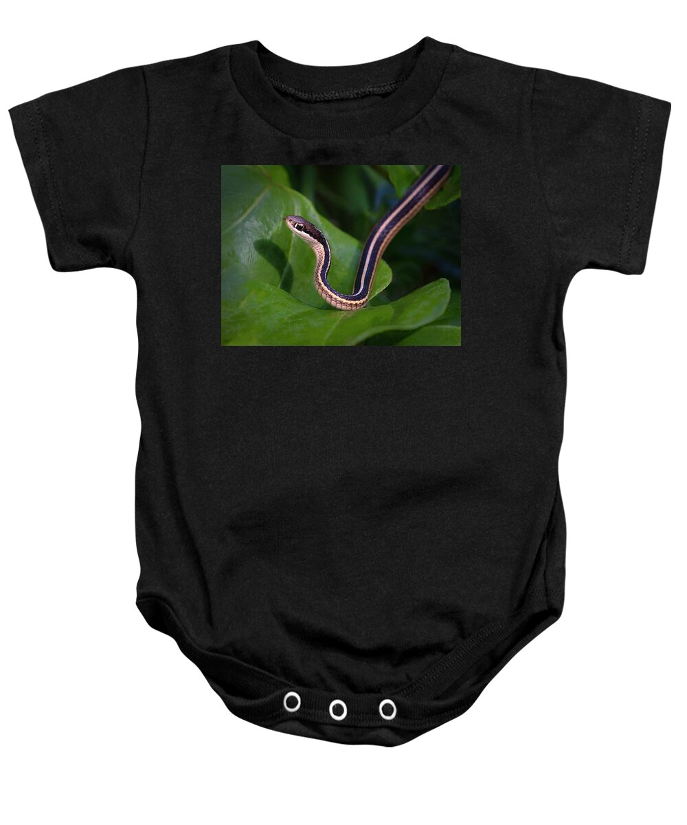 Snake Baby Onesie featuring the photograph Ribbon on Green by Art Cole