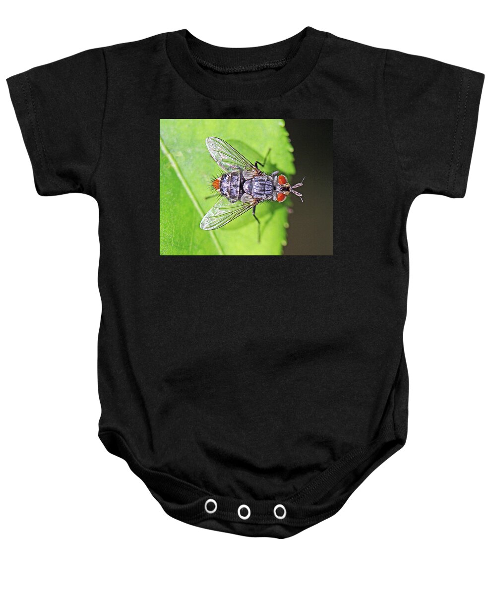 Insects;horizontal;macro;jenniferrobin.gallery Baby Onesie featuring the photograph Three Eyed Fly by Jennifer Robin