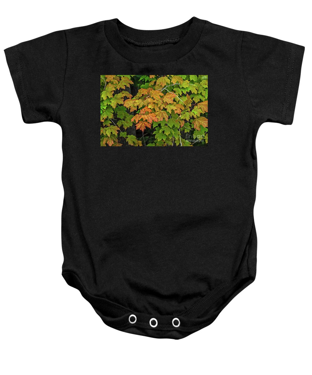 Michigan Baby Onesie featuring the photograph Various Stages of Fall Color on Maple Leaves by Sue Smith