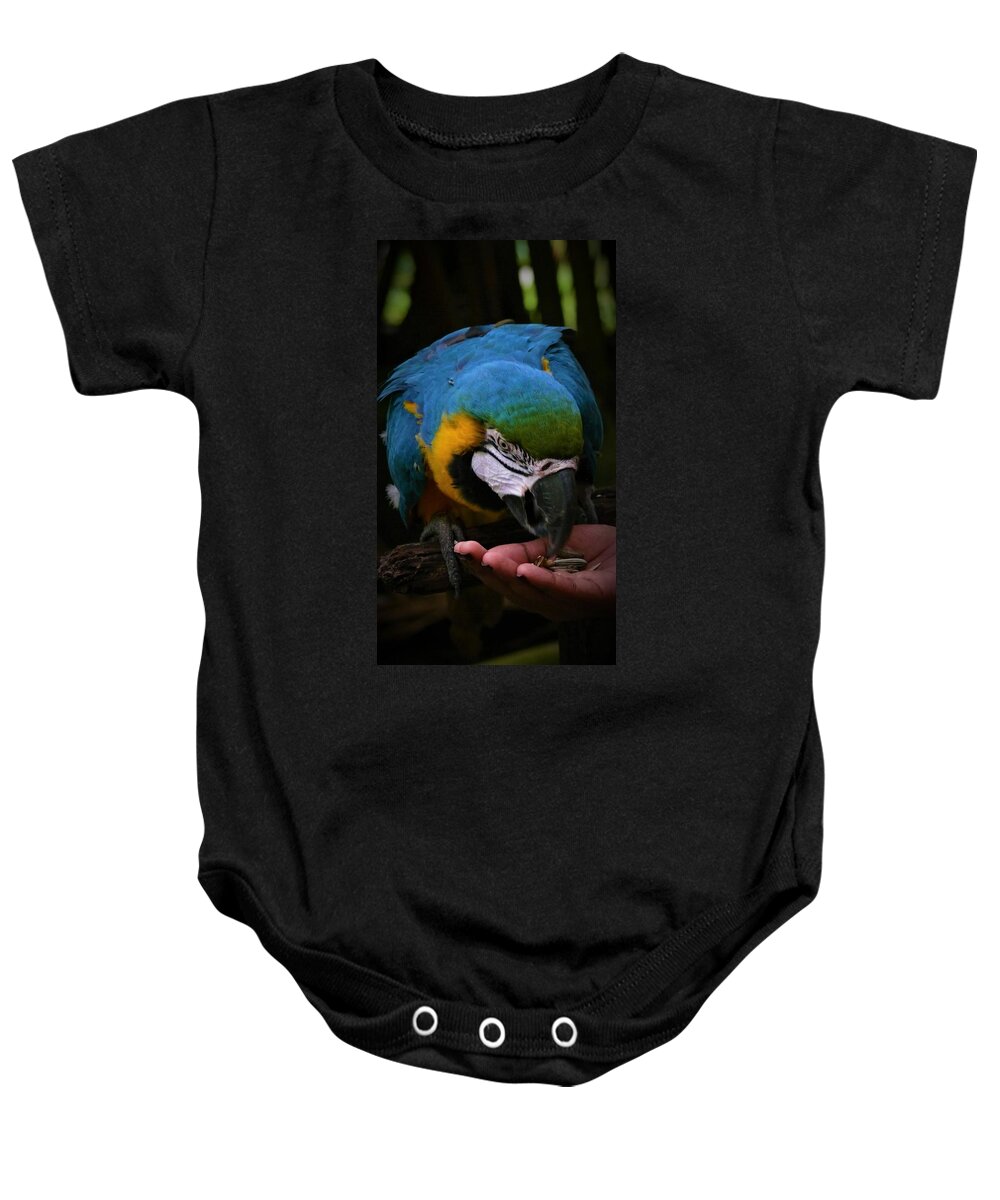 Macaw Baby Onesie featuring the photograph Feeding the blue and gold macaw by Robert Bociaga