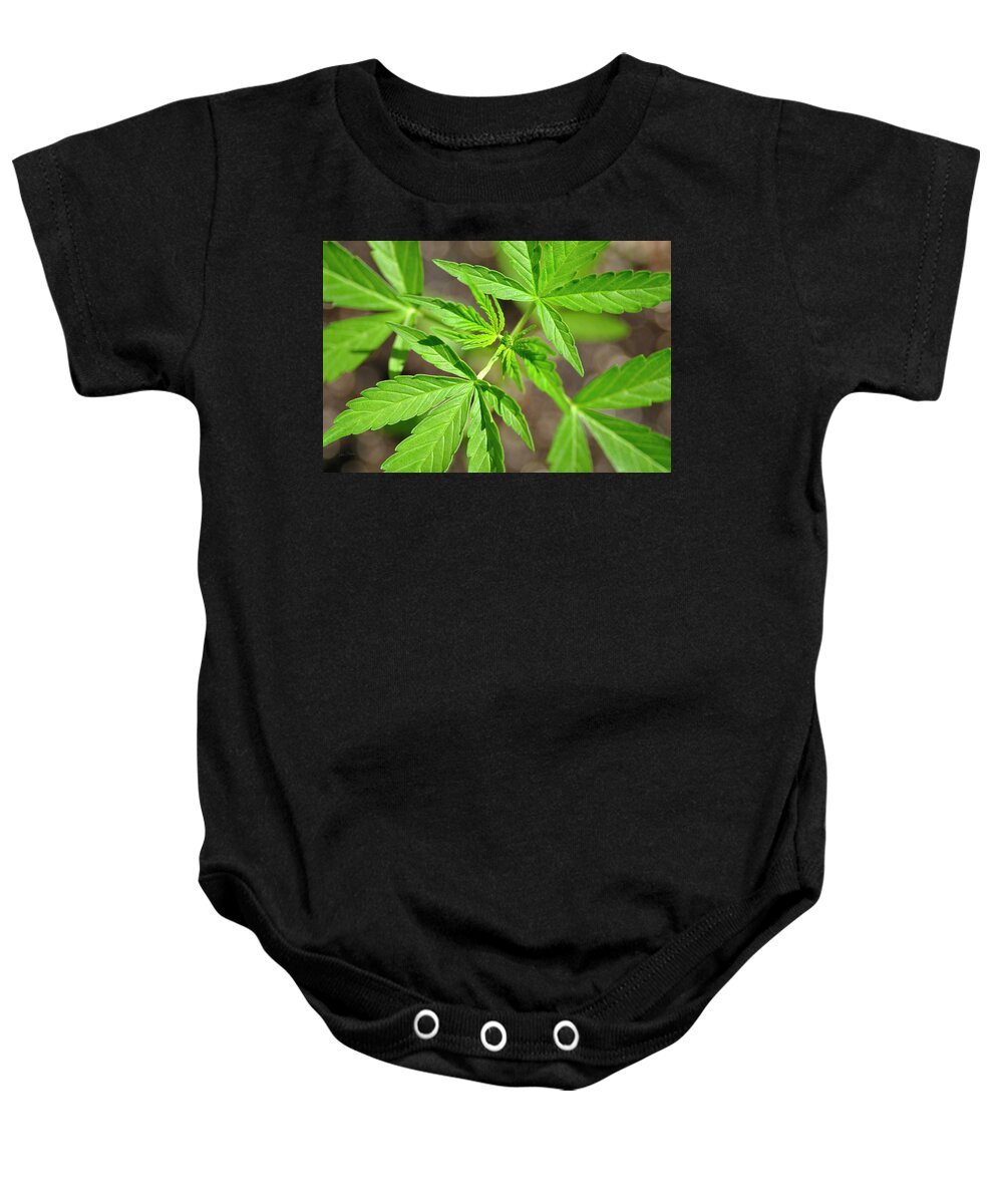 Cannabis Leaf Baby Onesie featuring the photograph Green Cannabis Leaves by Luke Moore