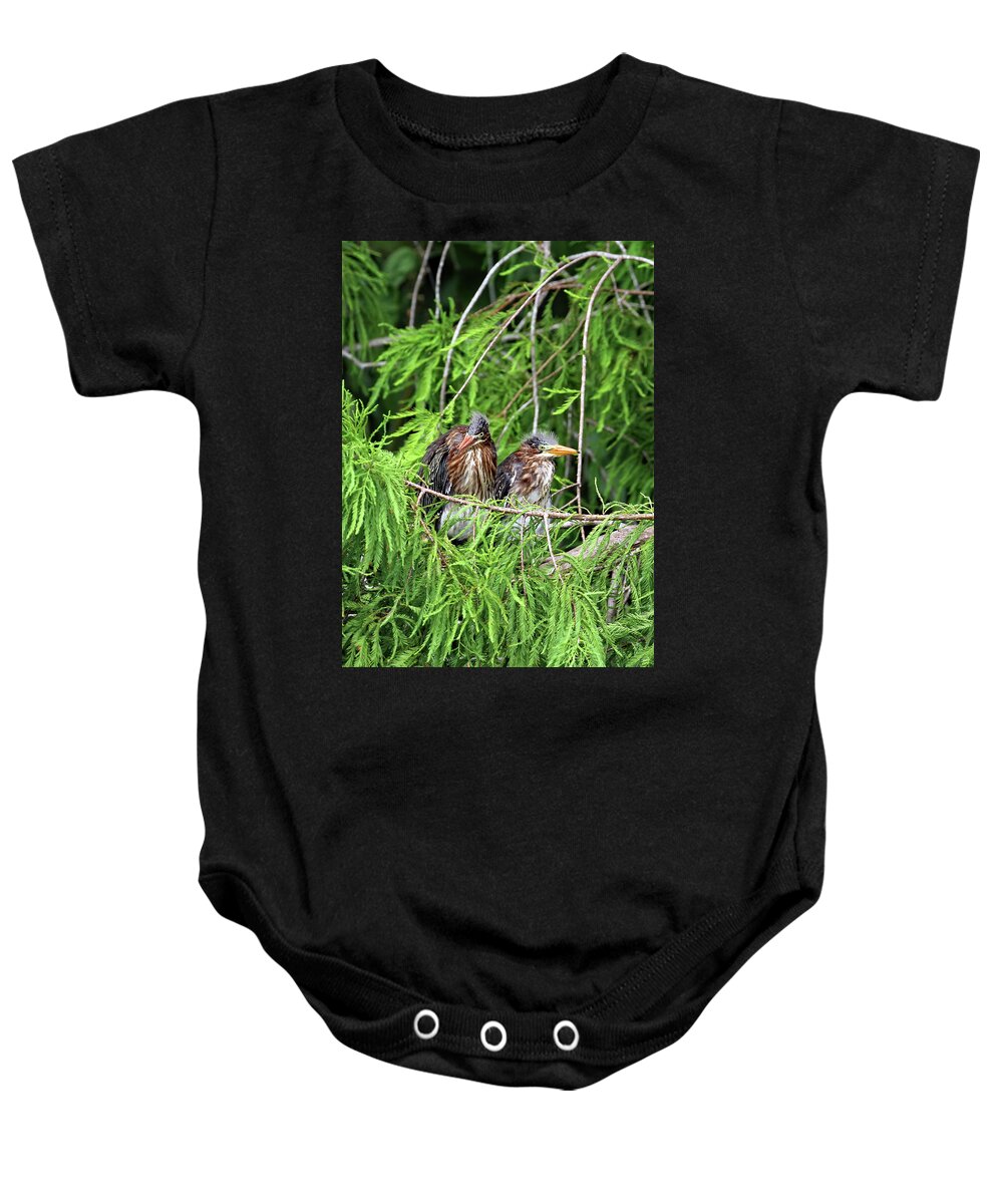 Florida Baby Onesie featuring the photograph Green Heron Fledglings by Jennifer Robin