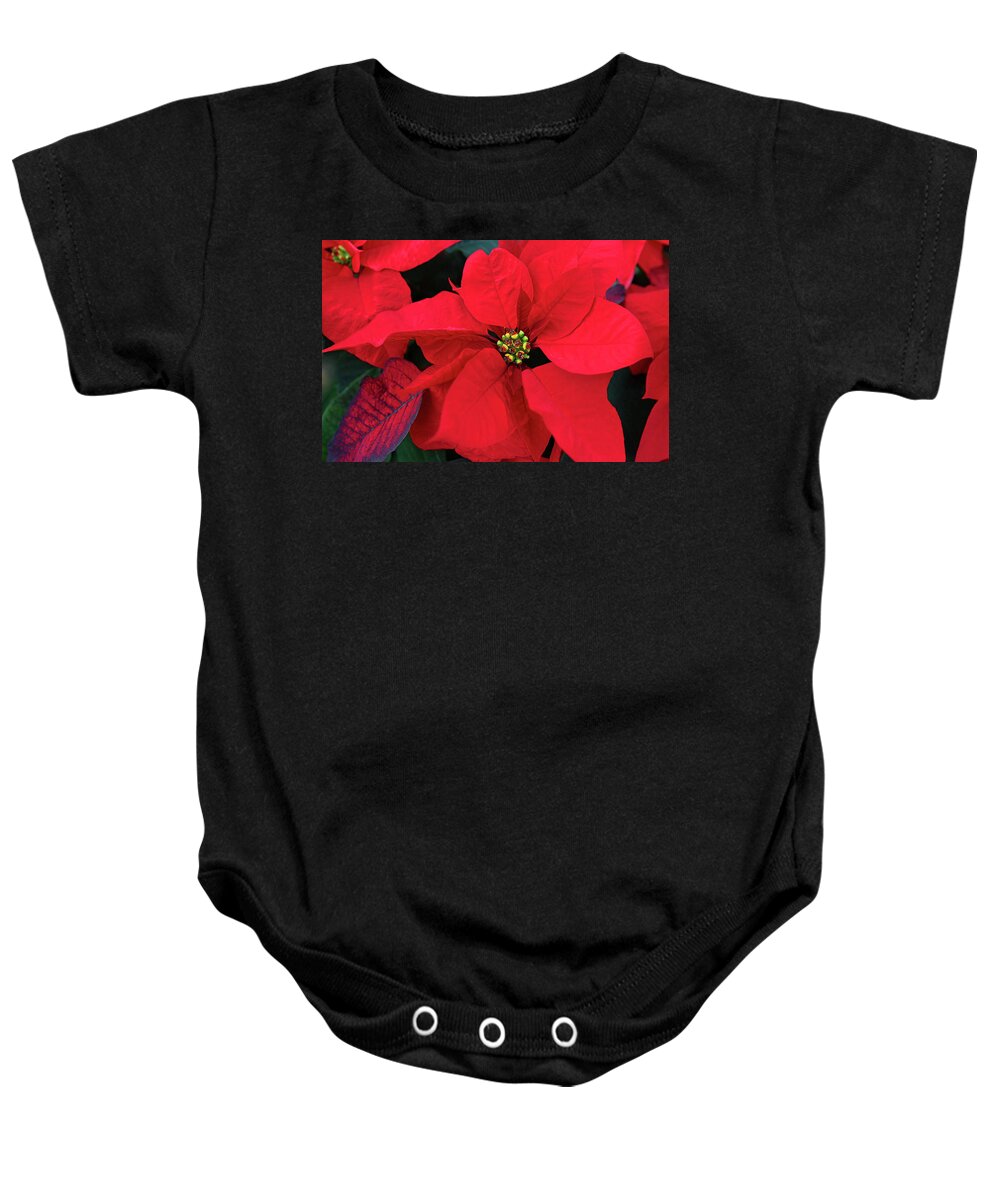 Poinsettia Baby Onesie featuring the photograph Poinsettia by Gina Fitzhugh