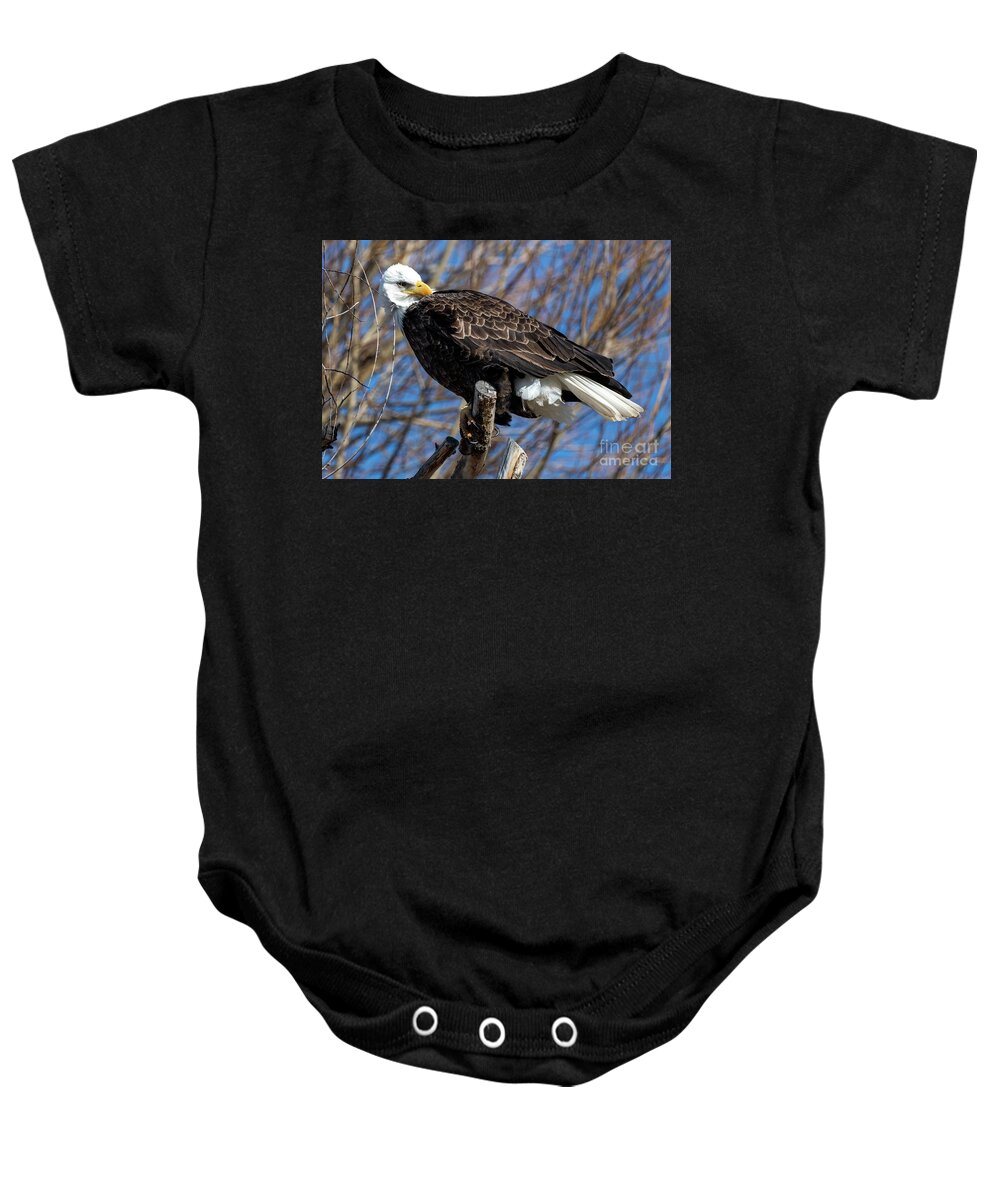 Bald Eagle Baby Onesie featuring the photograph Shy Eagle by Michael Dawson