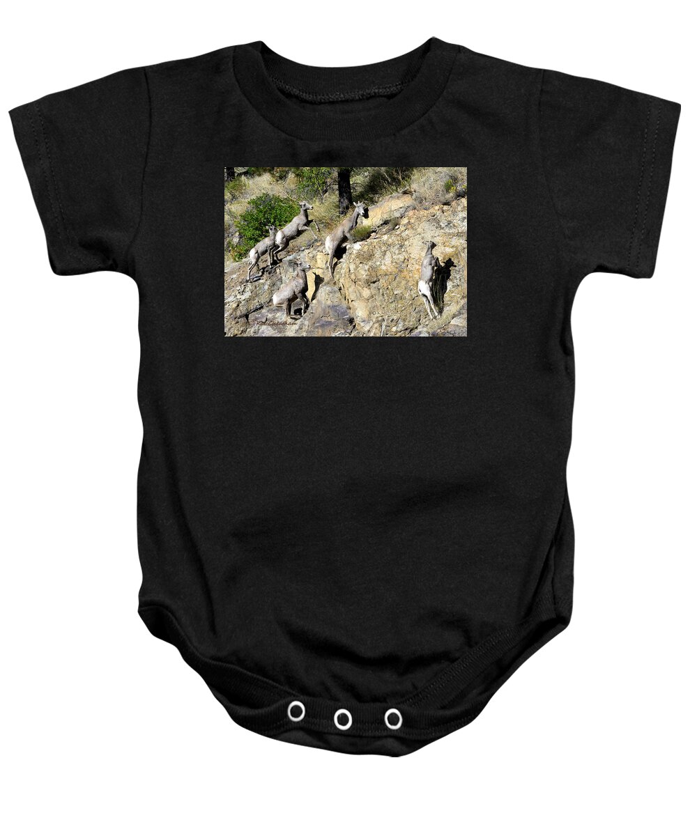 Wild Sheep Baby Onesie featuring the photograph Young Bighorn Sheep by Kae Cheatham