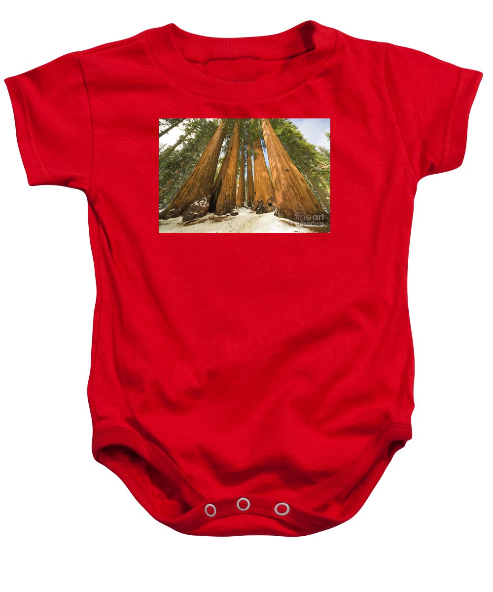 00431218 Baby Onesie featuring the photograph Giant Sequoias After First Snow by Yva Momatiuk John Eastcott