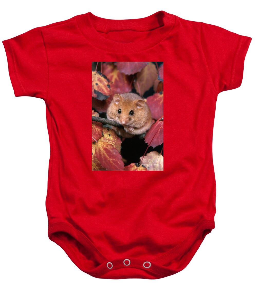 Common Dormouse Baby Onesie featuring the photograph Dormouse by Hans Reinhard
