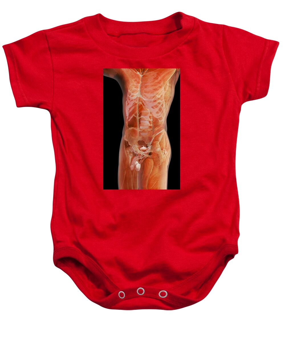 Anatomical Illustration Baby Onesie featuring the photograph Male Reproductive System by Anatomical Travelogue