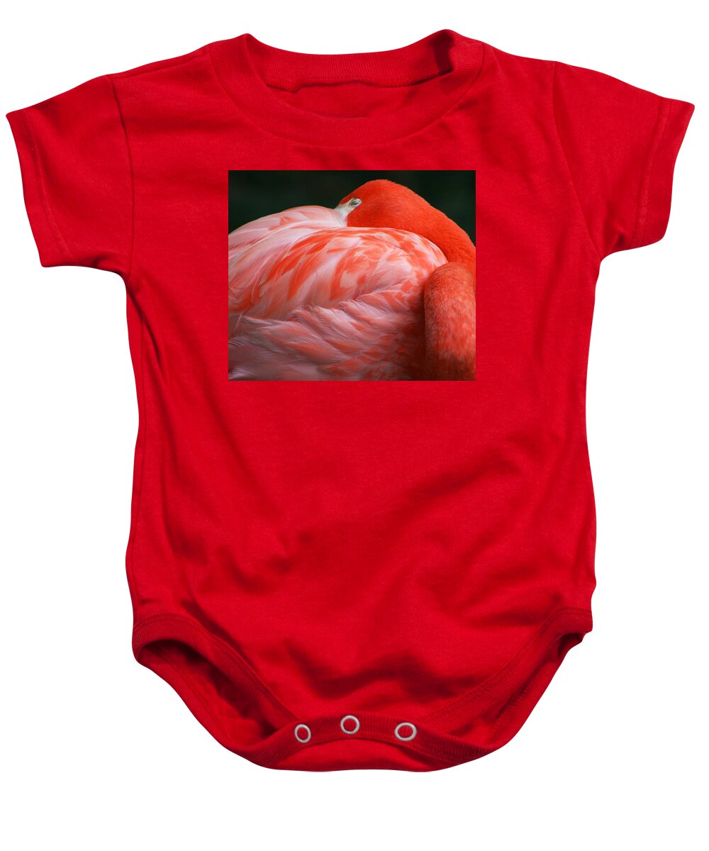 Phoenicopterus Baby Onesie featuring the photograph Flamingo Taking a Snooze by Kathy Clark