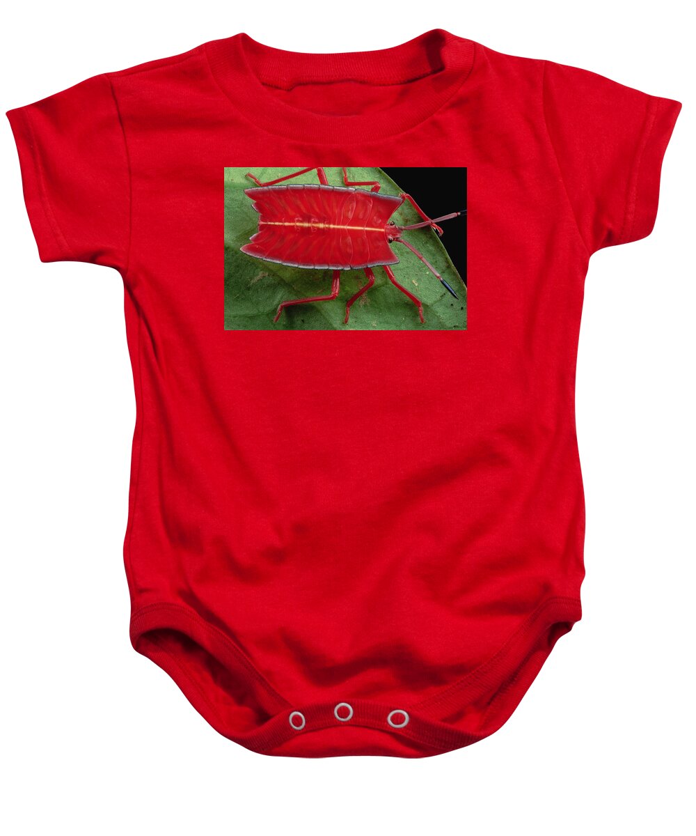 00750412 Baby Onesie featuring the photograph Red Stink Bug Brunei by Mark Moffett