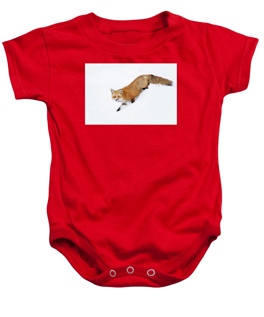 Animal Baby Onesie featuring the photograph Mr Sly by Mircea Costina Photography