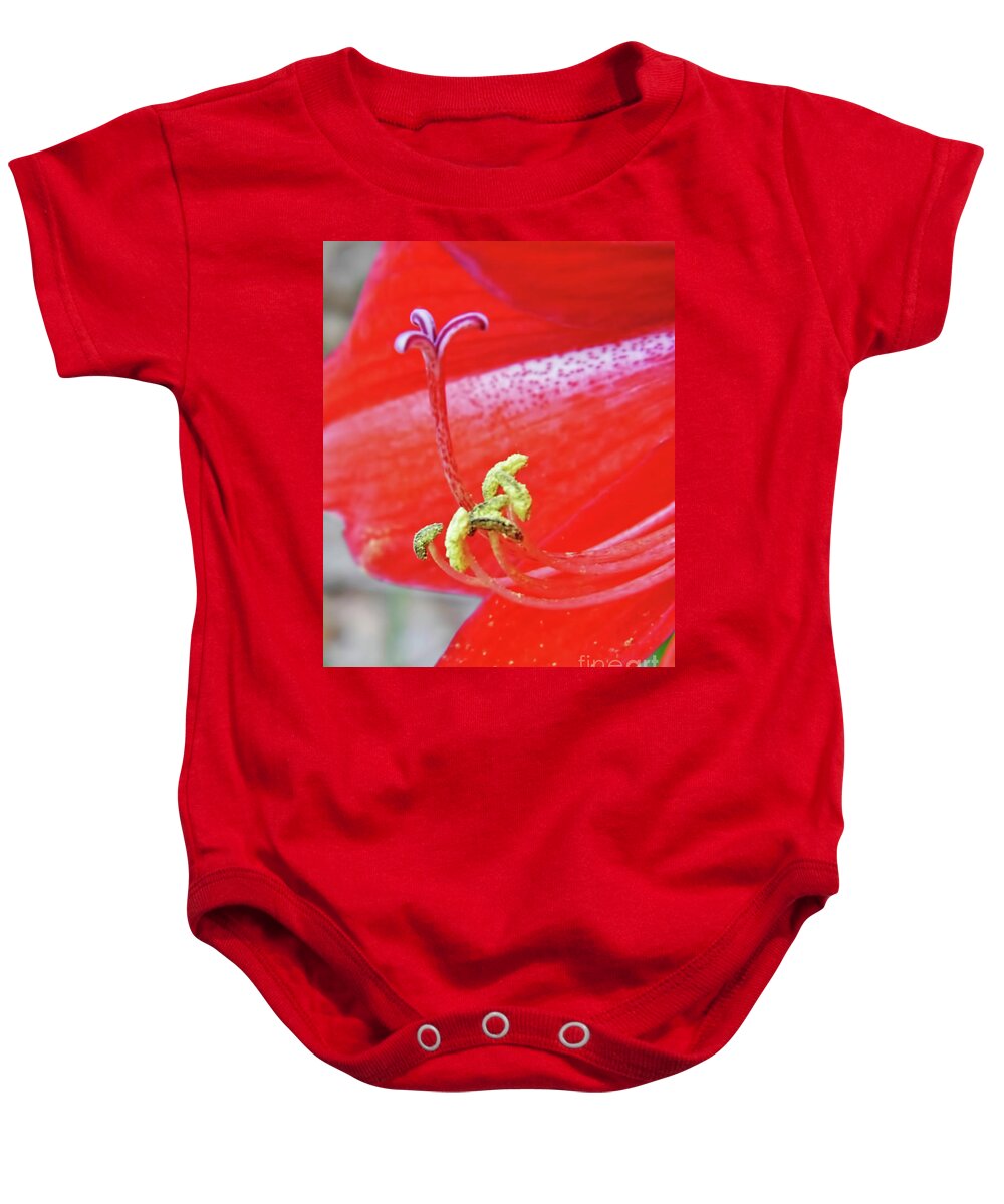 Amaryllis Baby Onesie featuring the photograph Pollenated by D Hackett
